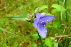 Tradescantia occidentalis