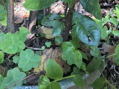 Papilio demoleus libanius