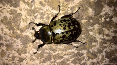 Dynastes hyllus