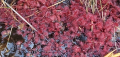 Drosera slackii