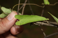Ipomoea plebeia