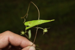 Ipomoea plebeia