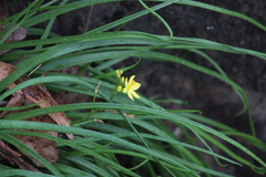 Bulbine vagans