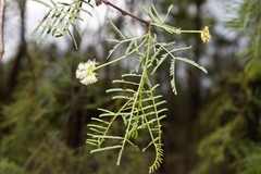 Vachellia bidwillii