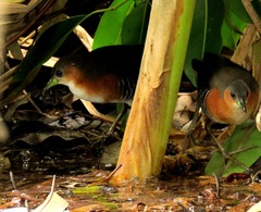 Laterallus melanophaius