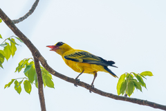Oriolus auratus