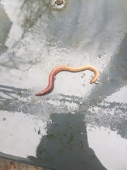 Lumbricus rubellus