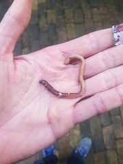 Lumbricus rubellus