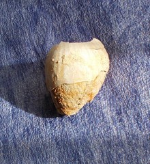 Umbilia