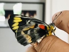 Delias harpalyce