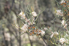 Hakea microcarpa