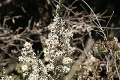 Olearia algida