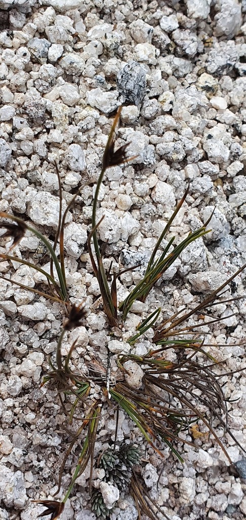 Carex acicularis (Carex acicularis)