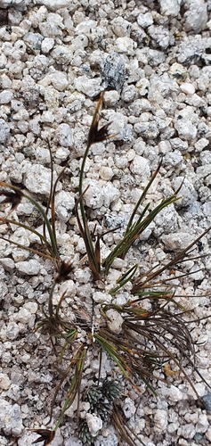 Carex acicularis (Carex acicularis)