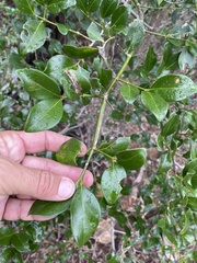 Psydrax odorata odorata