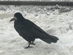 Corvus frugilegus