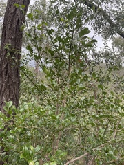 Psydrax odorata odorata