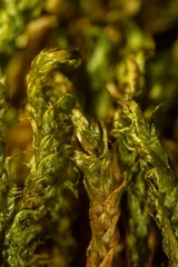 Palustriella falcata