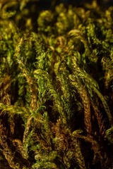 Palustriella falcata