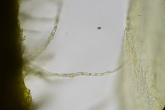 Palustriella falcata