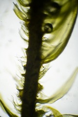 Palustriella falcata