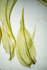 Palustriella falcata