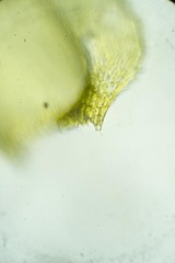 Palustriella falcata