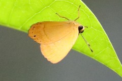 Euselasia erilis