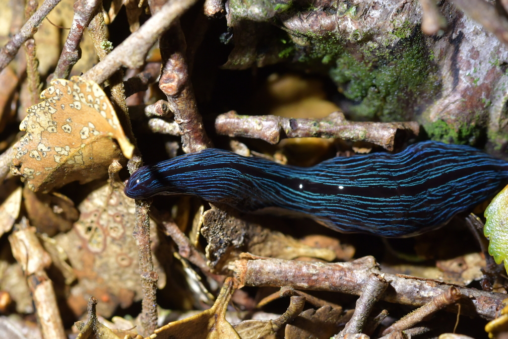 Newzealandia hamiltoni