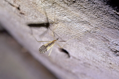 Molophilus pulcherrimus