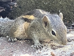 Funambulus palmarum