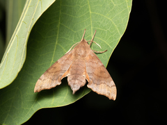 Cypoides chinensis