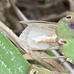 Argyria gonogramma