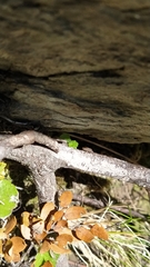 Rhypodes