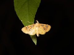 Cotachena histricalis