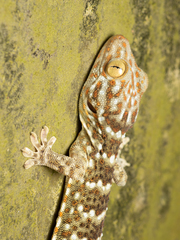 Gekko reevesii