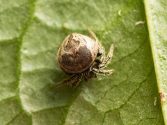 Emertonella taczanowskii