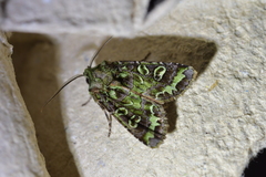 Ichneutica chlorodonta