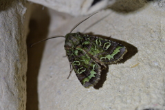 Ichneutica chlorodonta