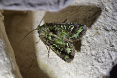 Ichneutica chlorodonta