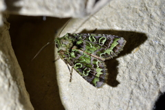 Ichneutica chlorodonta