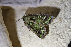 Ichneutica chlorodonta