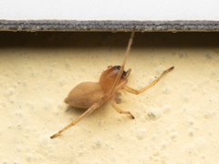 Cheiracanthium fibrosum