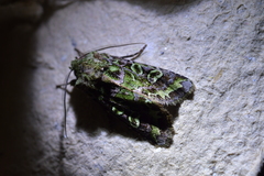 Ichneutica chlorodonta
