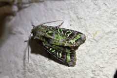 Ichneutica chlorodonta