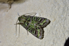 Ichneutica chlorodonta