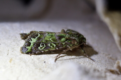 Ichneutica chlorodonta