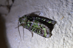 Ichneutica chlorodonta