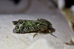 Ichneutica chlorodonta
