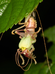 Ocellarnaca
